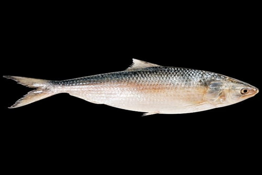 ইলিশ ও রাজনীতিকরা